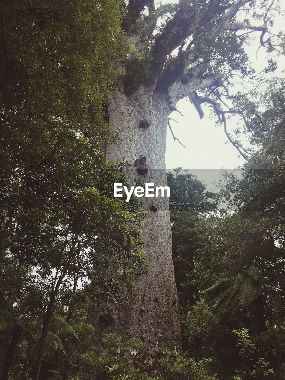 LOW ANGLE VIEW OF TREES AGAINST SKY