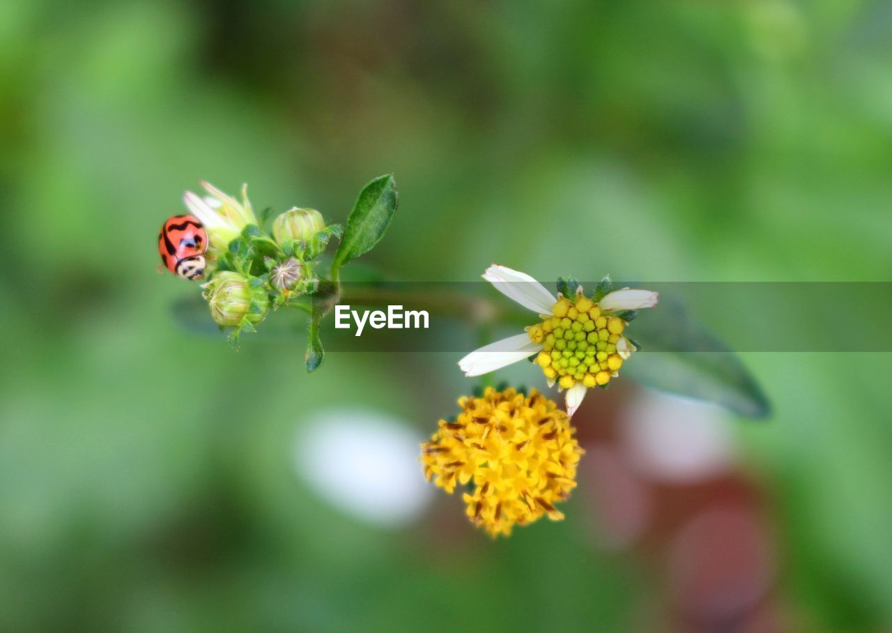 CLOSE-UP OF INSECT ON WHITE DAISY