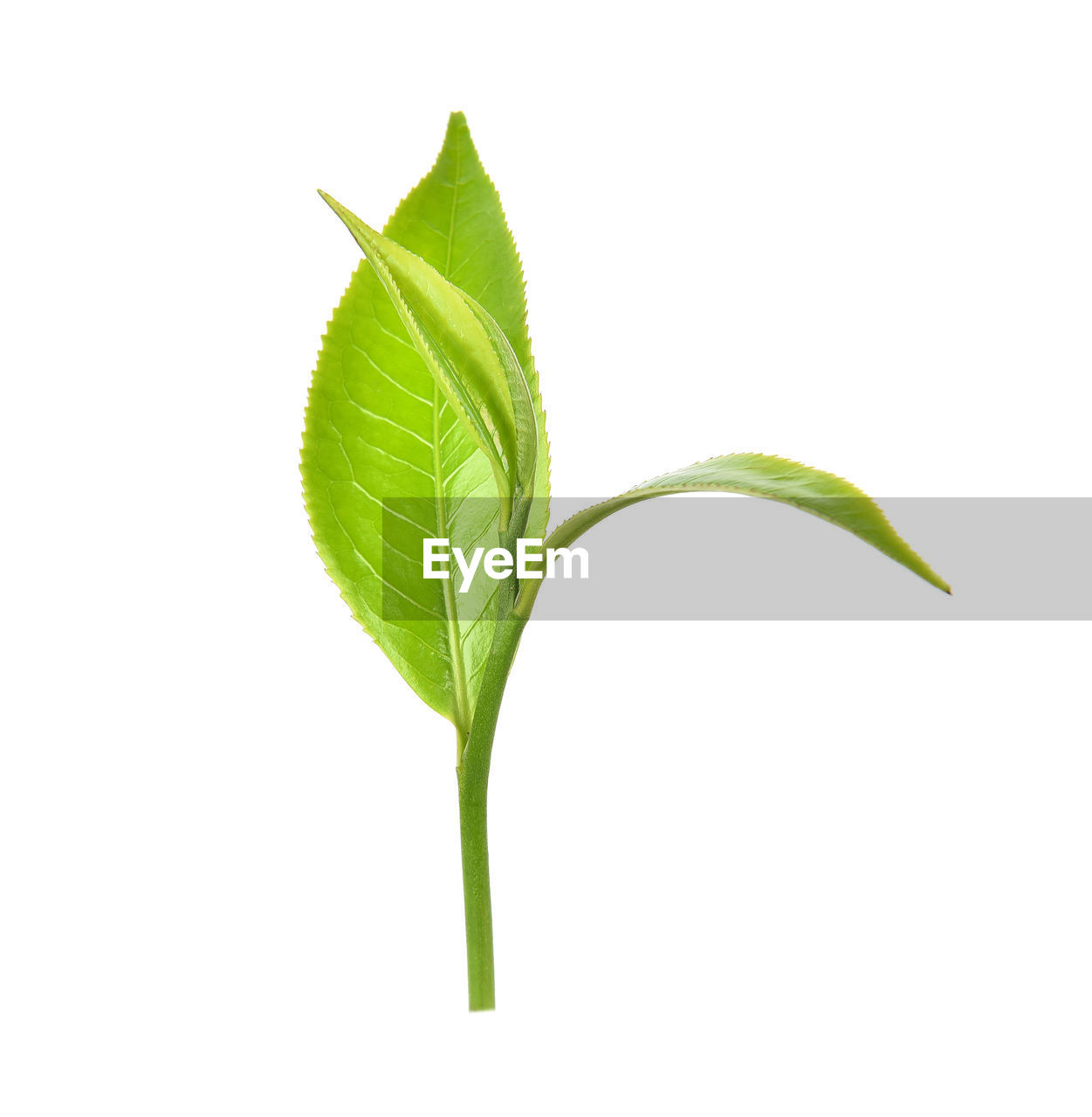 CLOSE-UP OF GREEN LEAF OVER WHITE BACKGROUND