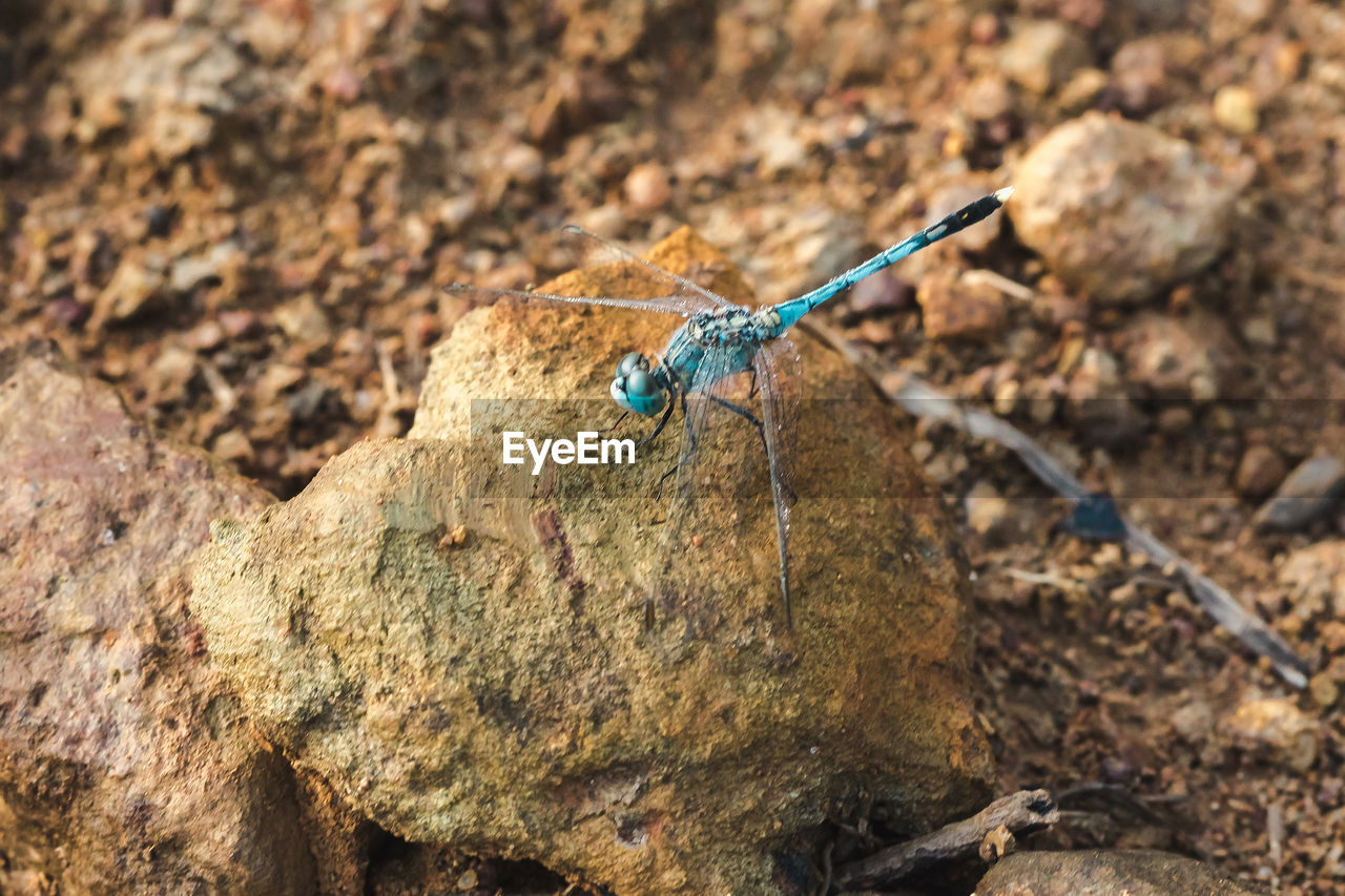 CLOSE-UP OF BUTTERFLY ON ROCK