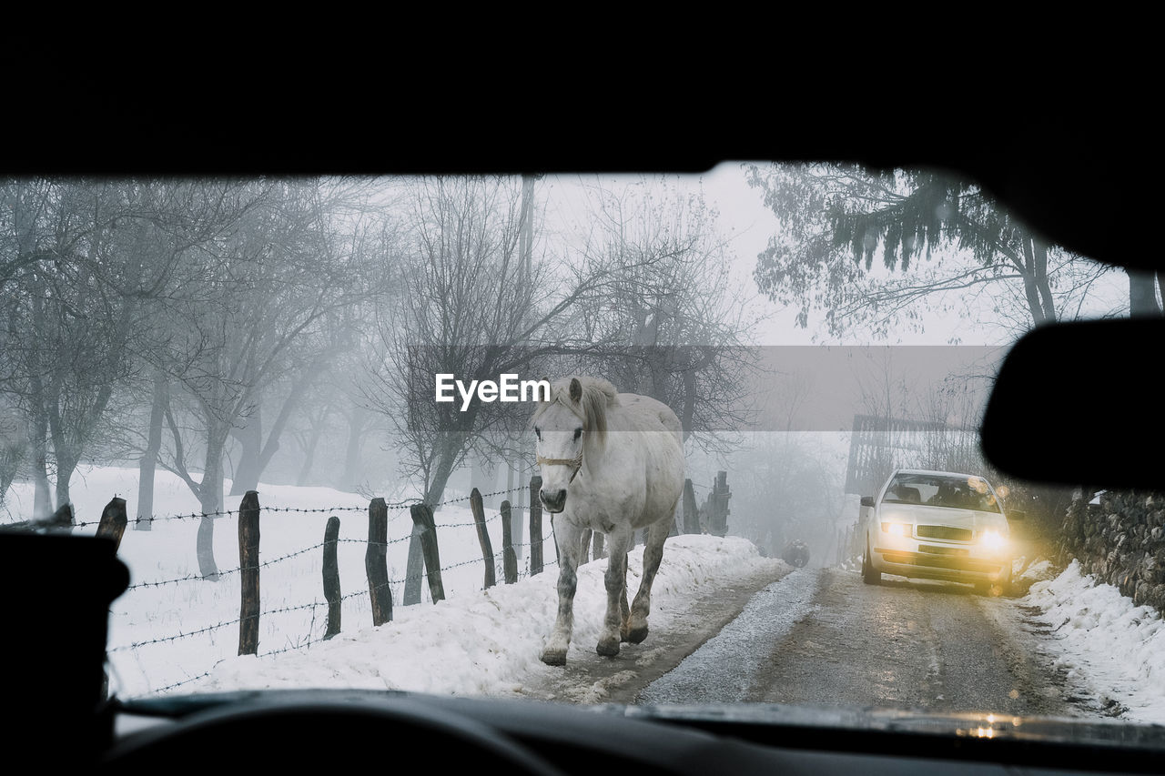 Horse seen through car windshield on in winter