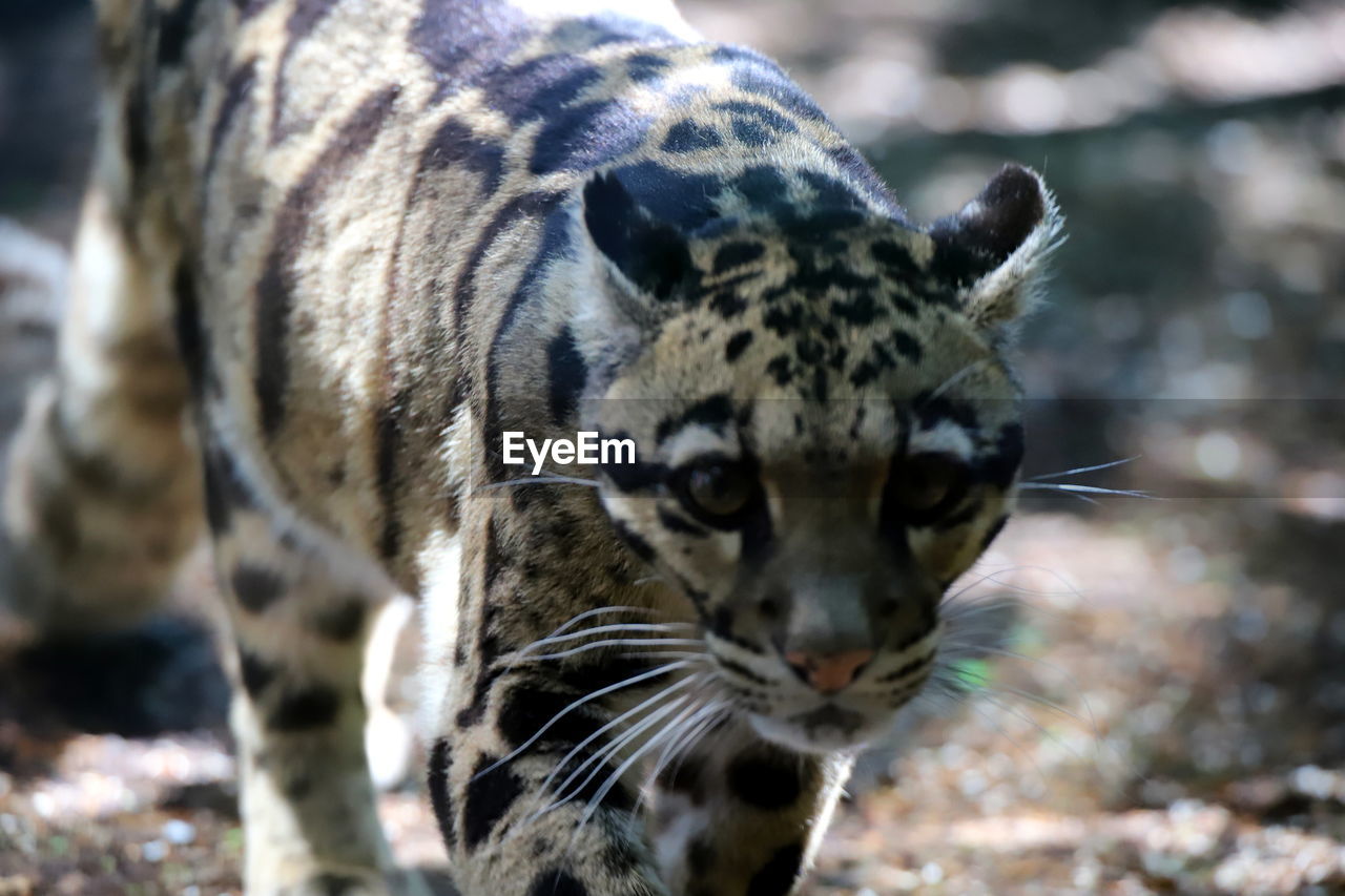animal, animal themes, wildlife, mammal, one animal, animal wildlife, big cat, feline, felidae, zoo, leopard, ocelot, no people, cat, portrait, carnivora, whiskers, snow leopard, nature, focus on foreground, looking at camera, close-up, outdoors, day, animal body part, spotted, animal markings