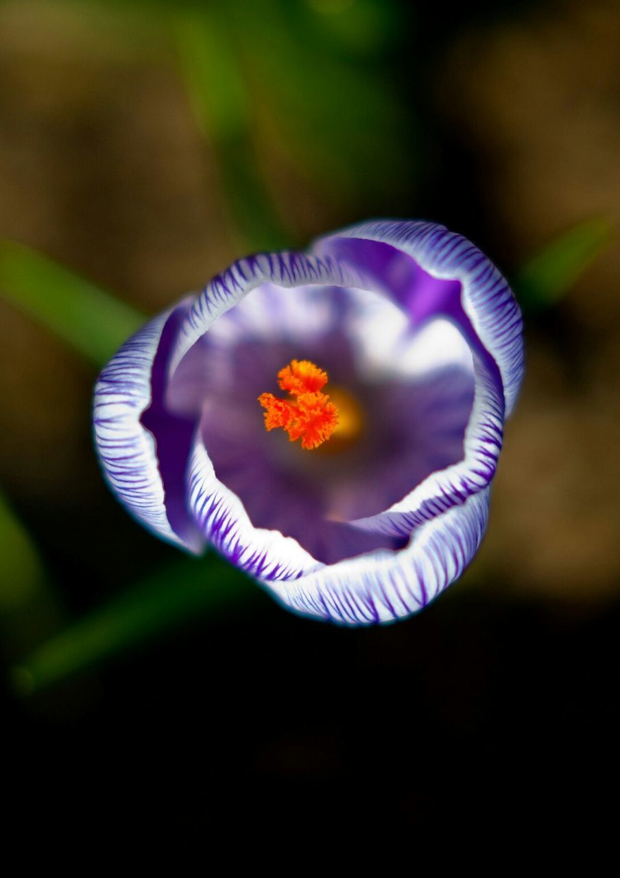 Close-up of purple flower