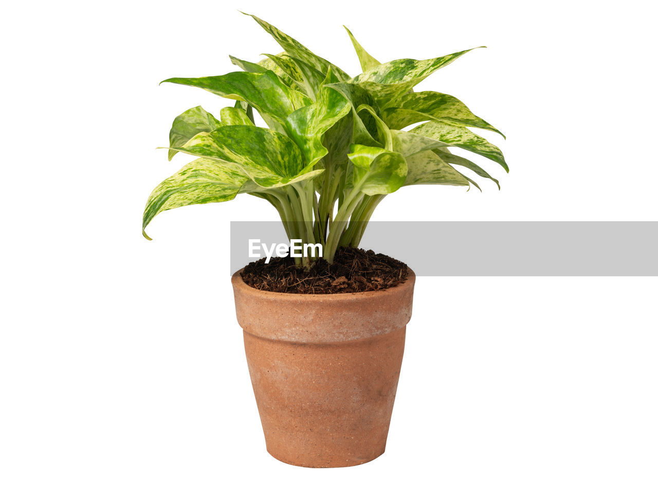 CLOSE-UP OF POT PLANT AGAINST WHITE BACKGROUND