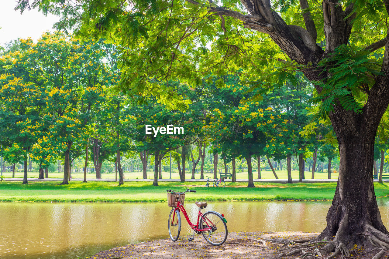 SCENIC VIEW OF PARK BY TREES IN POND