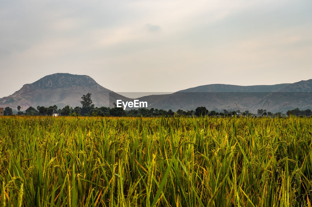 Scenic view of agricultural field against sky