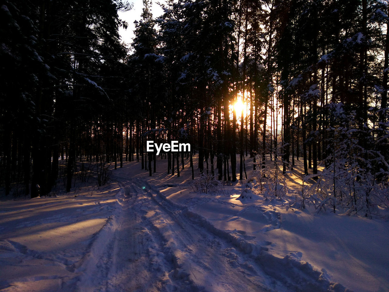 SNOW COVERED TREES ON FIELD AGAINST SKY