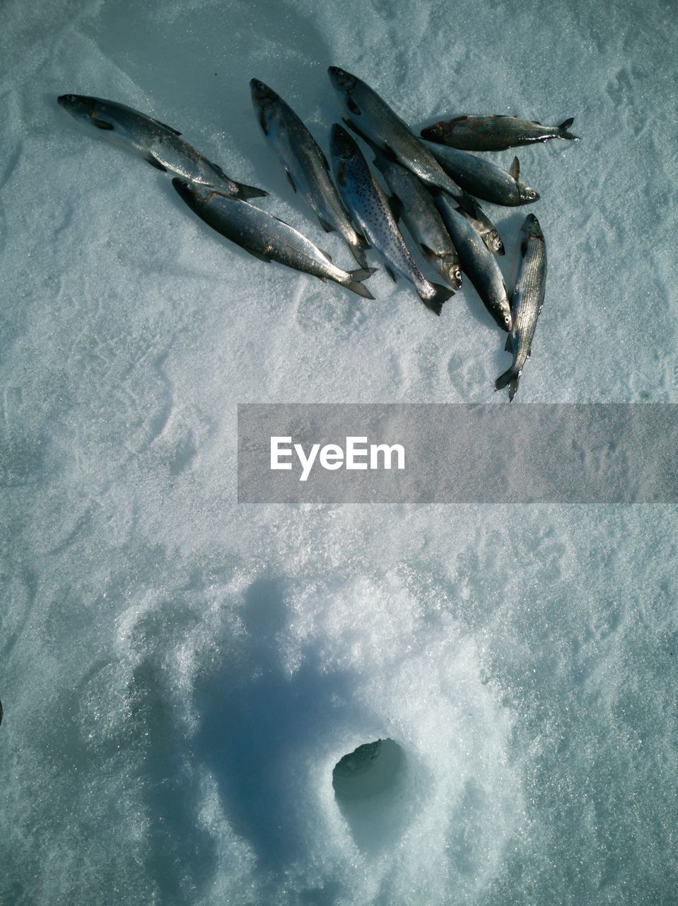High angle view of fish on ice