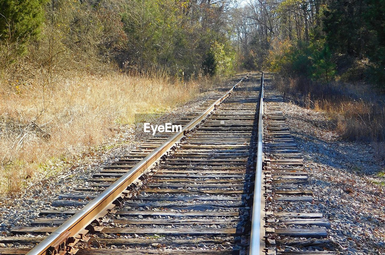 Railroad track passing through trees