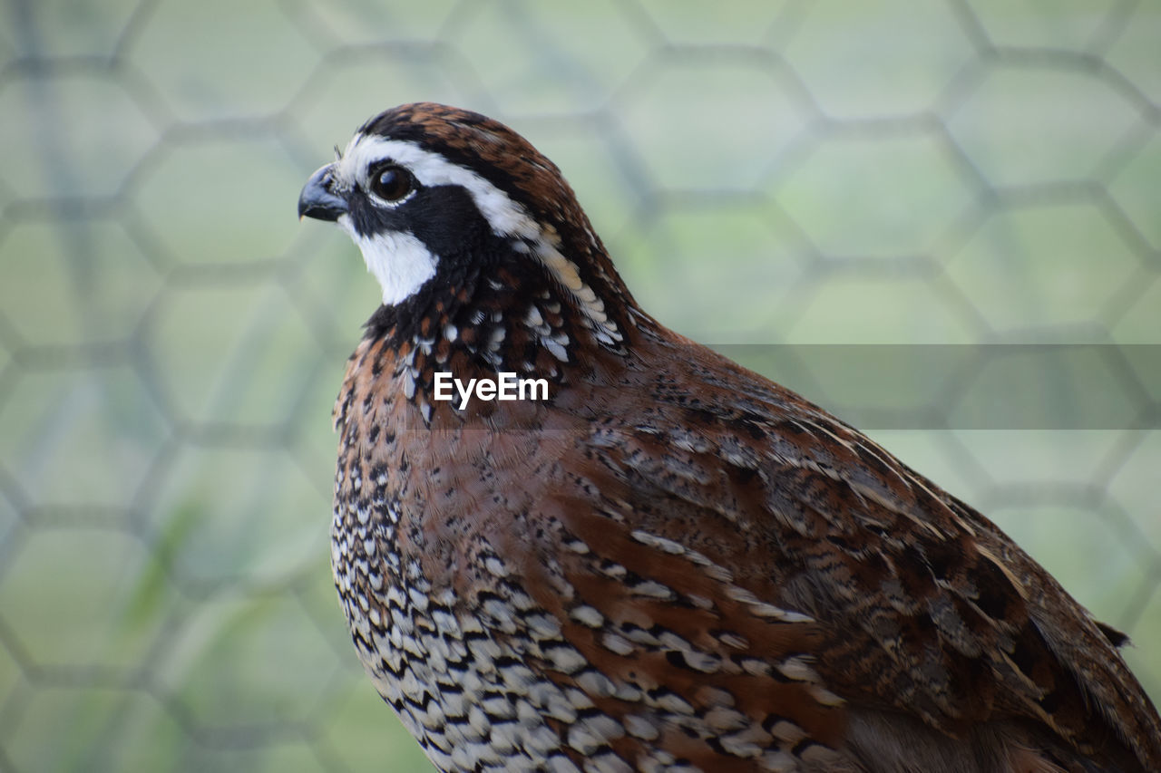 Close-up of a bird