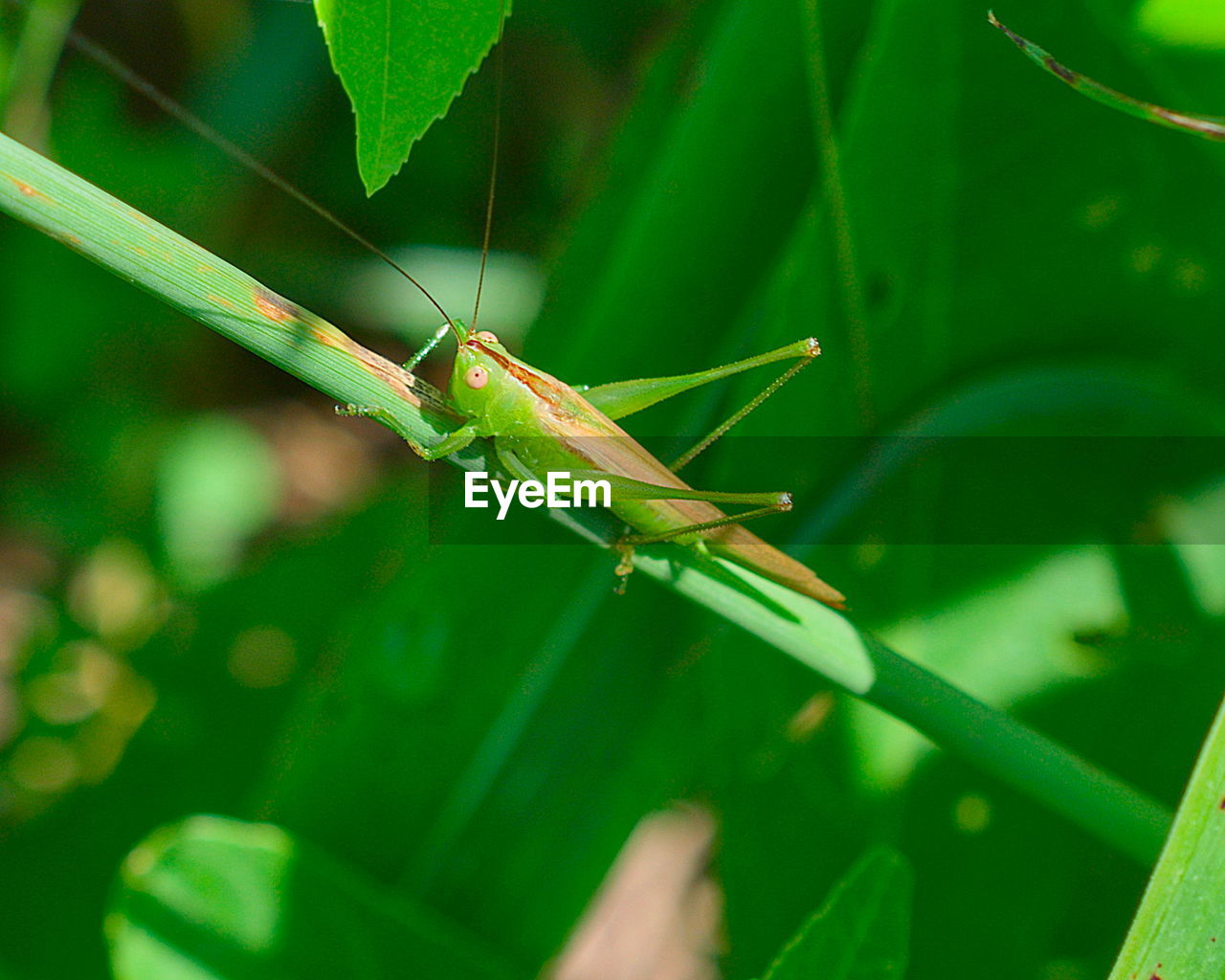 Close-up of insect on leaf