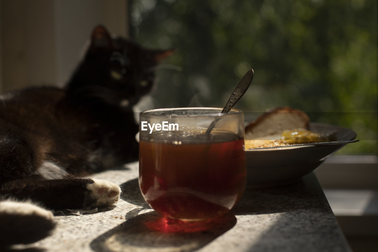 cat, food and drink, drink, pet, carnivore, mammal, refreshment, animal themes, animal, domestic animals, food, household equipment, table, one animal, domestic cat, no people, glass, indoors, small to medium-sized cats, kitten, drinking glass, relaxation, focus on foreground, feline, felidae, close-up, tea