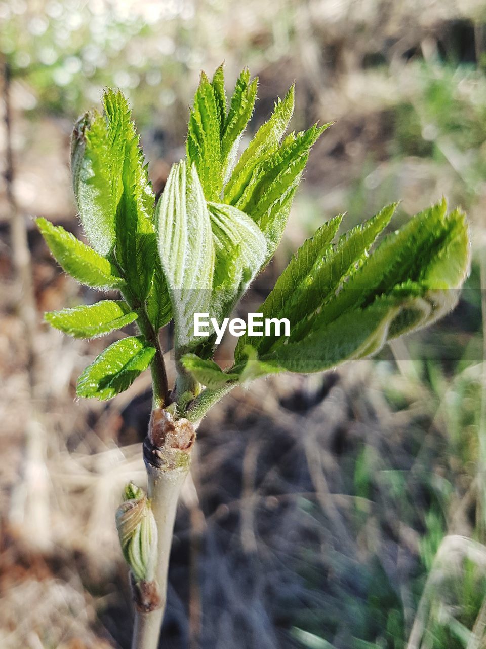 CLOSE-UP OF FRESH PLANT