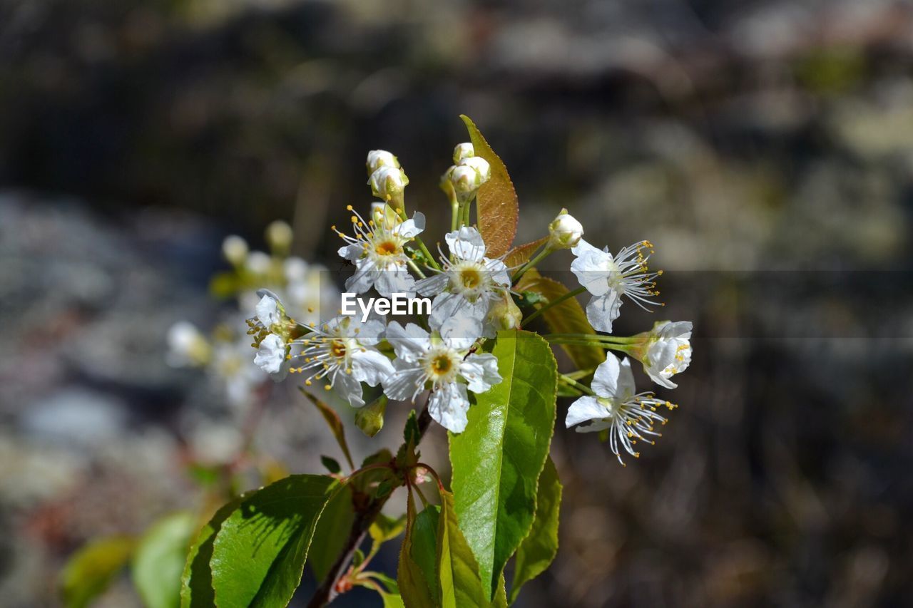 CLOSE-UP OF WHITE FLOWER