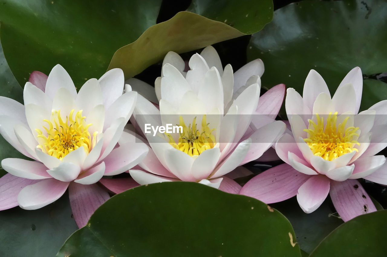 Close-up of lotus water lily in lake