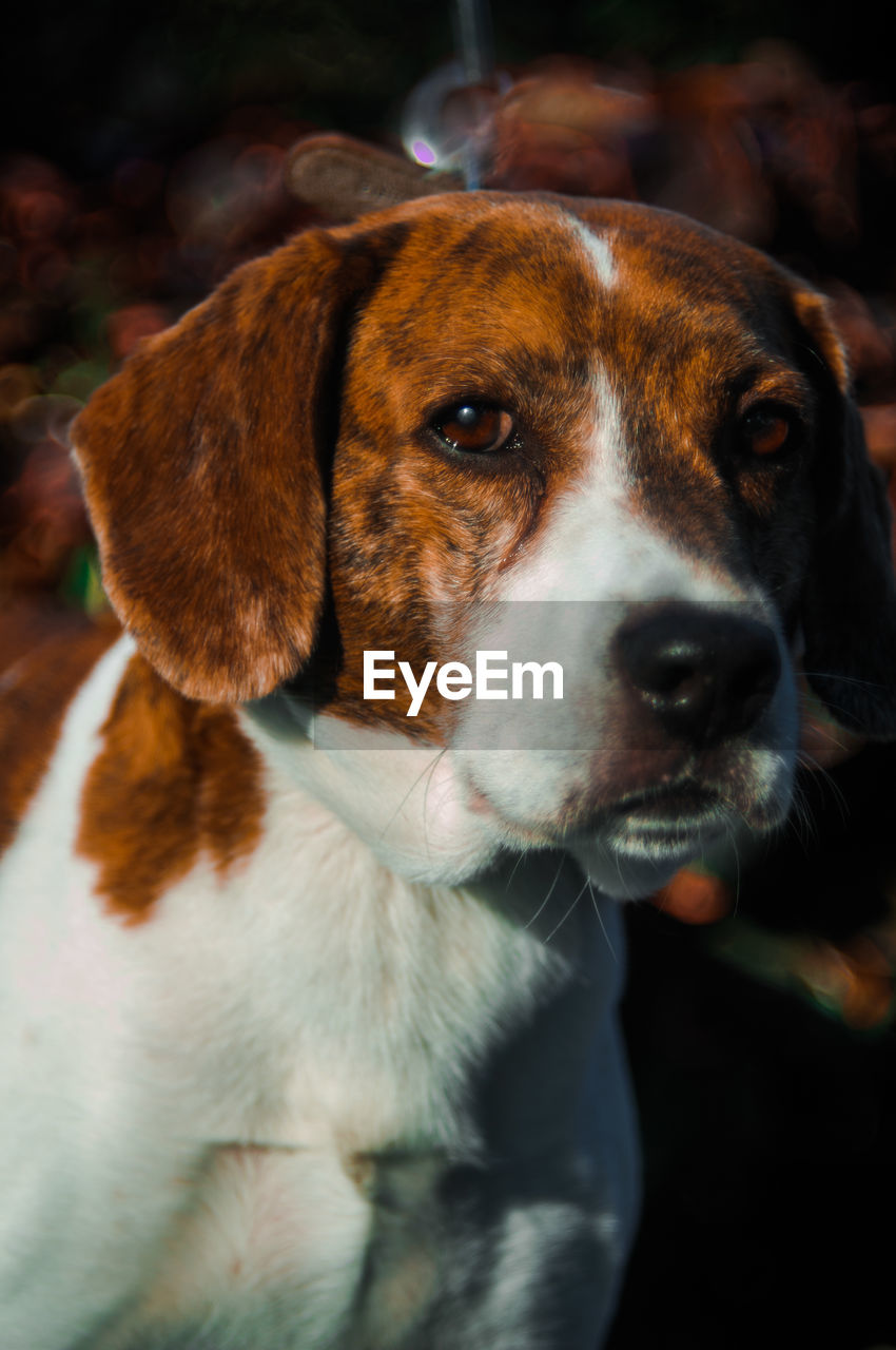 CLOSE-UP OF DOG