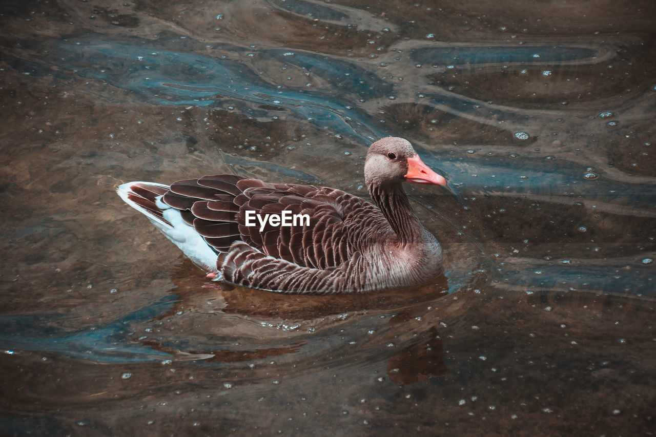 DUCK SWIMMING IN LAKE