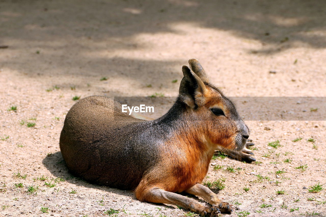 animal themes, animal, animal wildlife, mammal, one animal, wildlife, nature, no people, zoo, outdoors, day, sunlight, side view, land, relaxation, full length, lying down