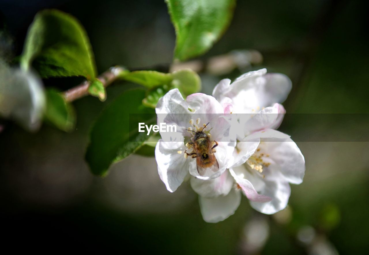 Close-up of bee on white flower