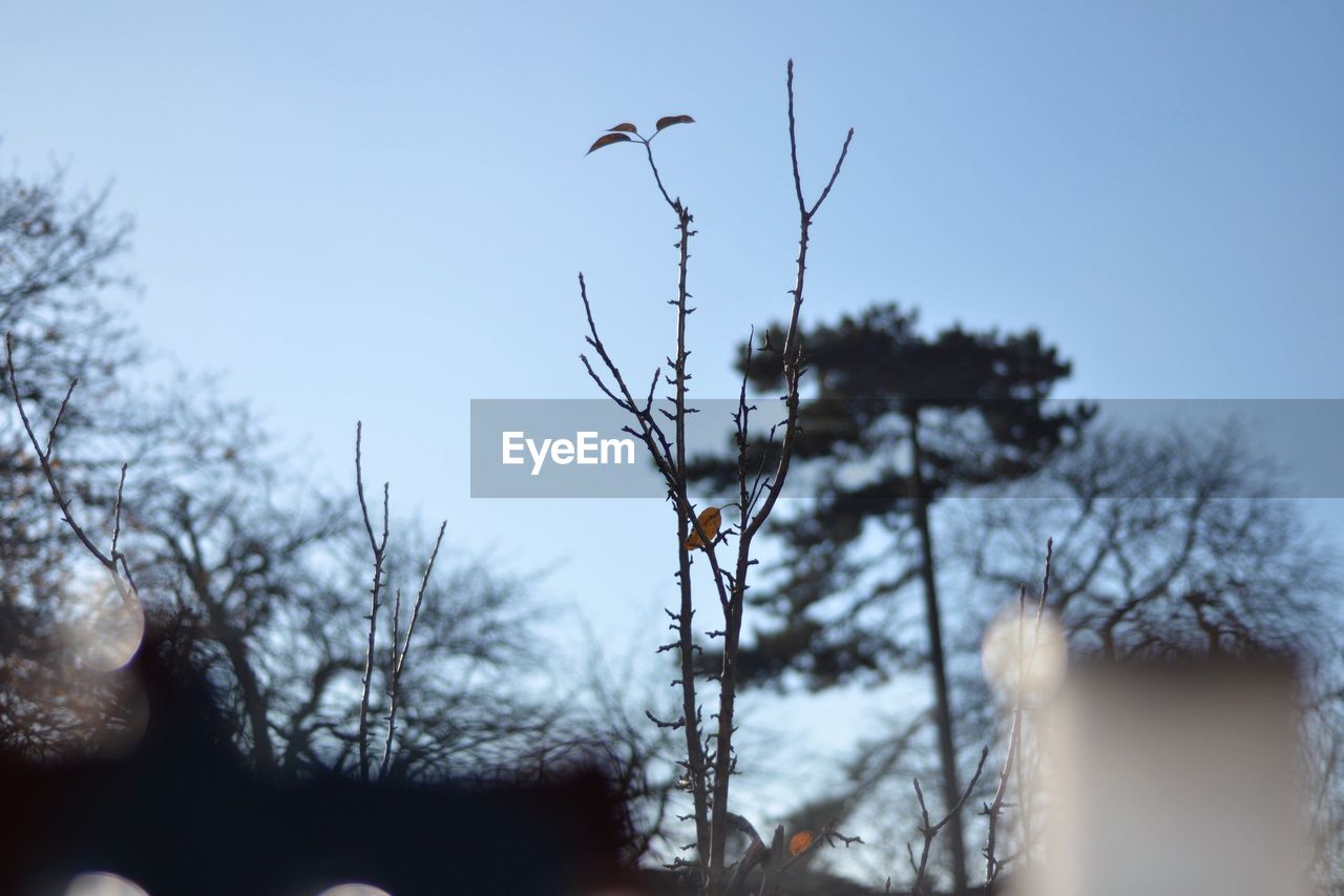 LOW ANGLE VIEW OF BIRD ON BRANCH AGAINST SKY