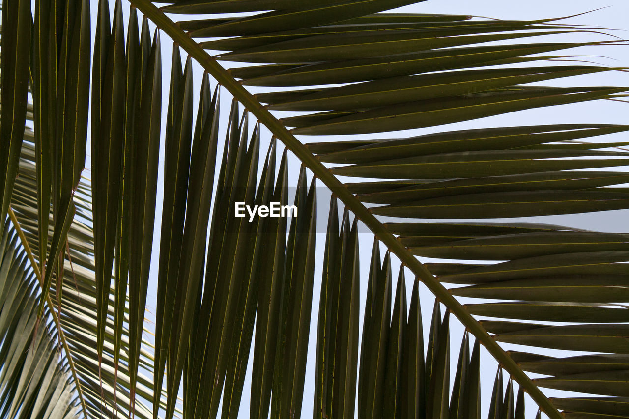 Close-up of coconut palm leaves against sky