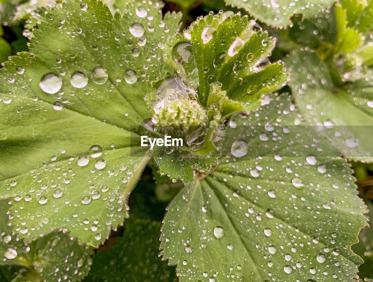 Full frame shot of wet leaves on rainy day