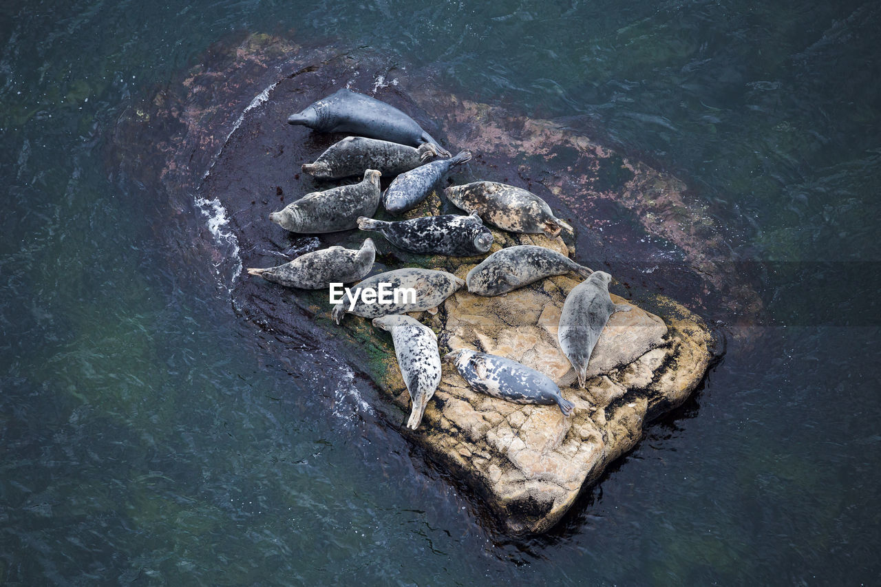 High angle view of grey seals resting on a large rock at low tide during a summer day, percé