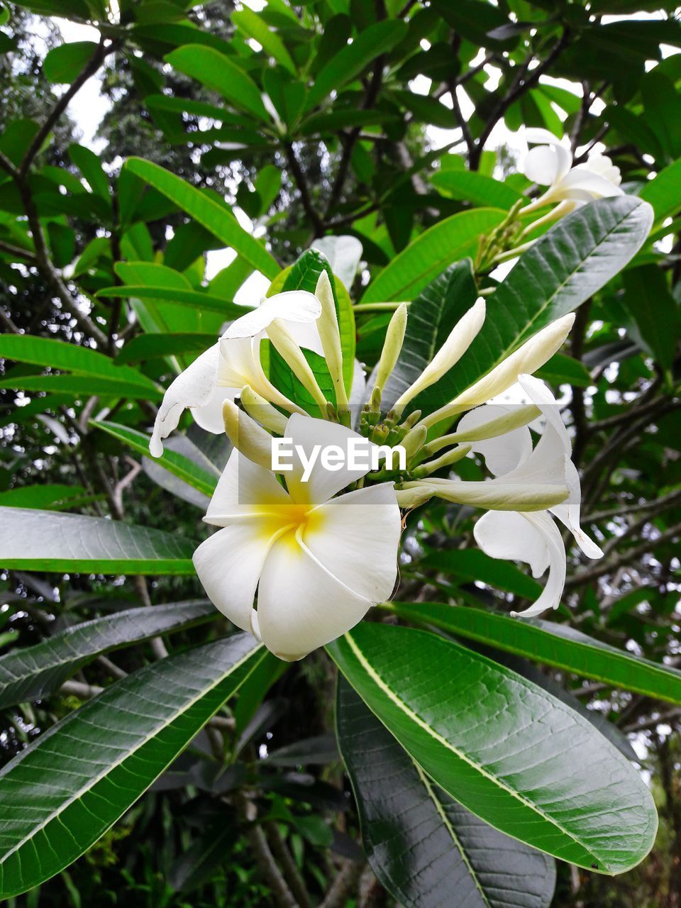 CLOSE-UP OF WHITE FLOWERS BLOOMING ON TREE