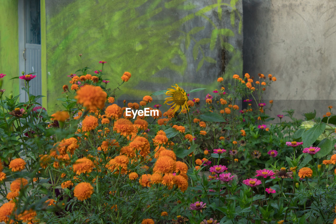 Close-up of orange flowers