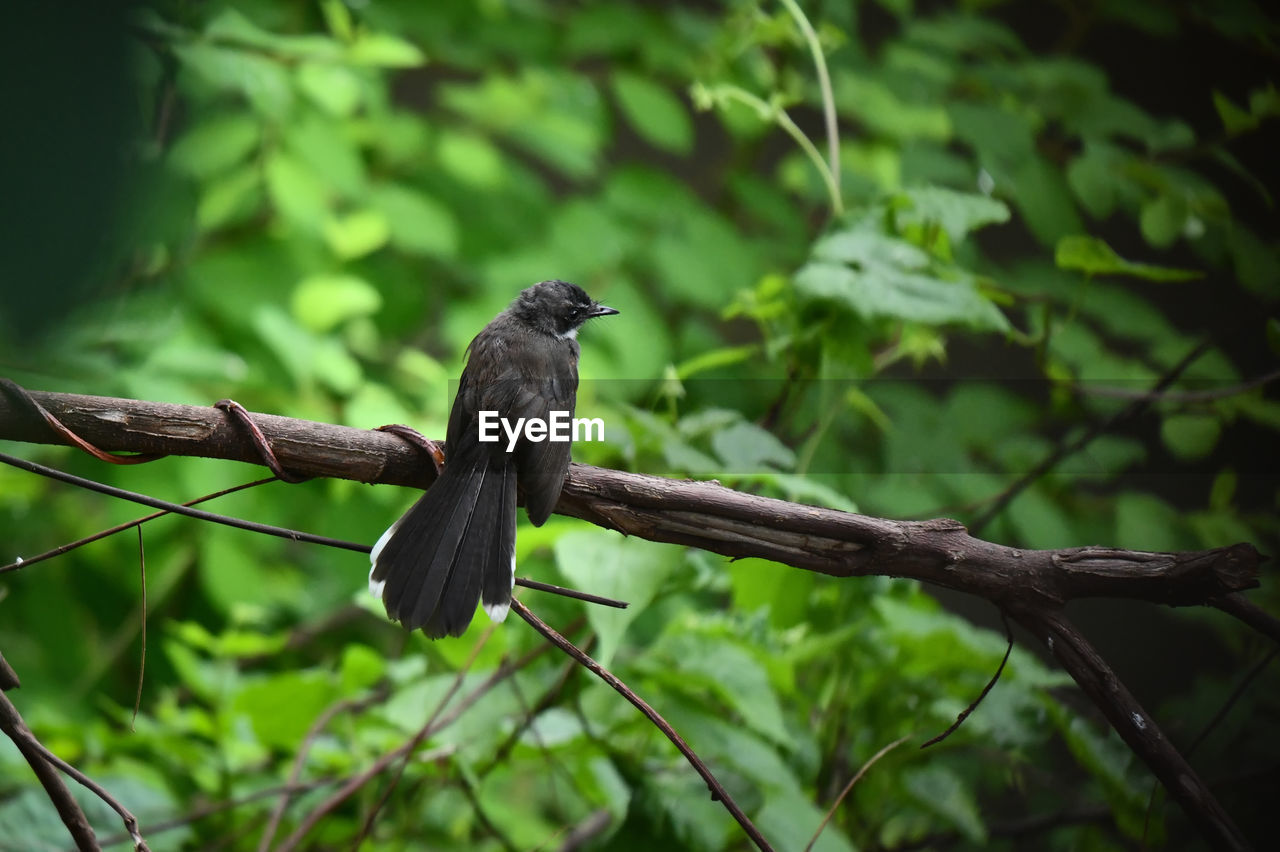 The birds were out foraging in the morning in the park.