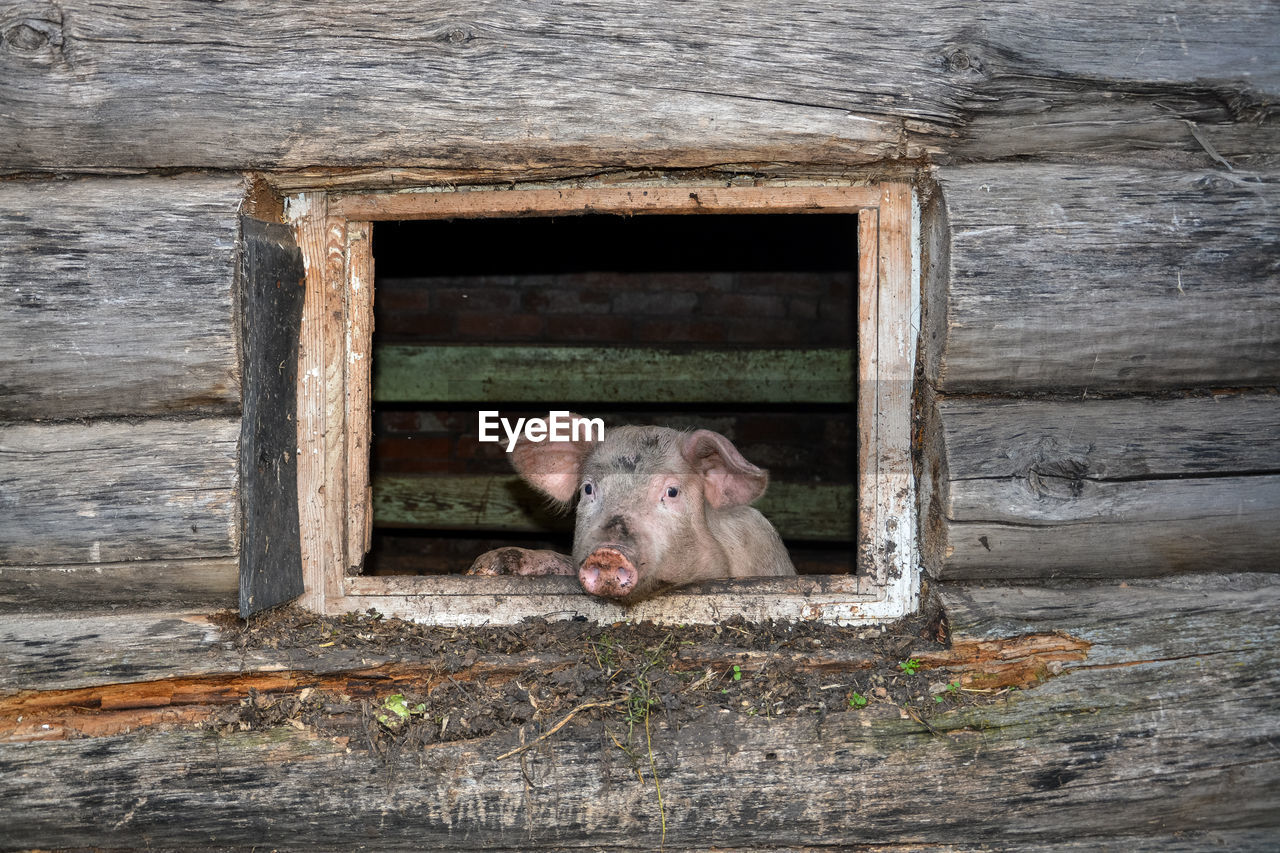 Portrait of pig on barn window