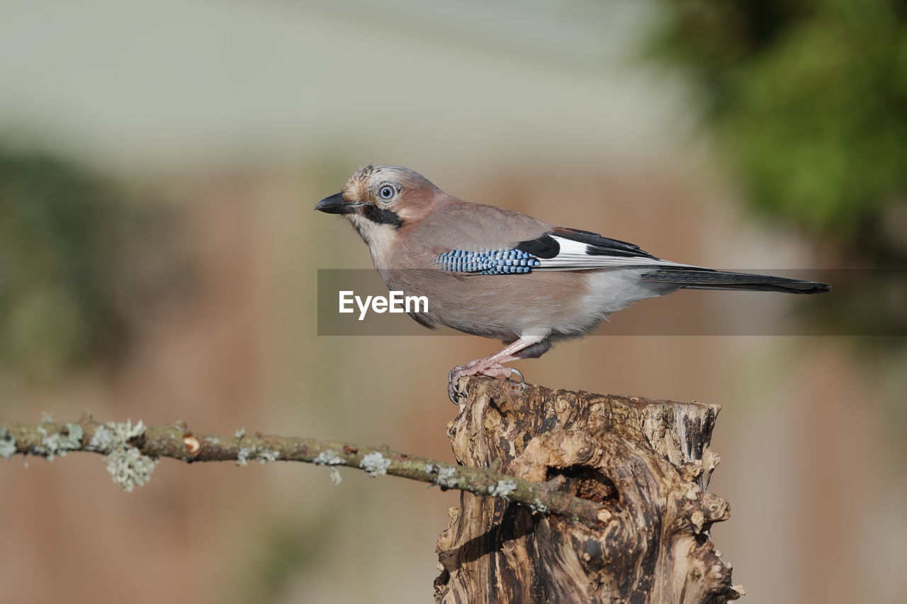 Close-up of an eurasian jay perching on branch