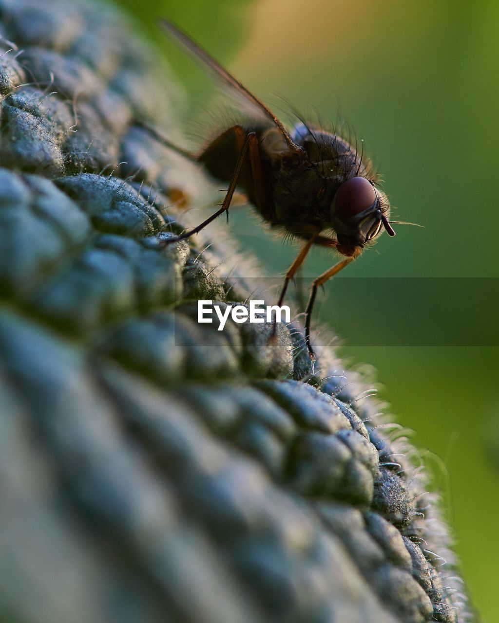 Close-up of fly on rock