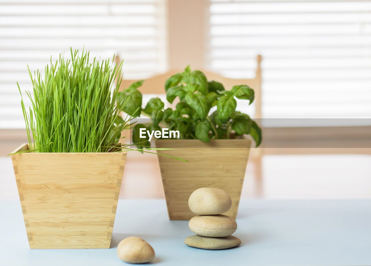 CLOSE-UP OF FRESH GREEN VEGETABLES ON TABLE