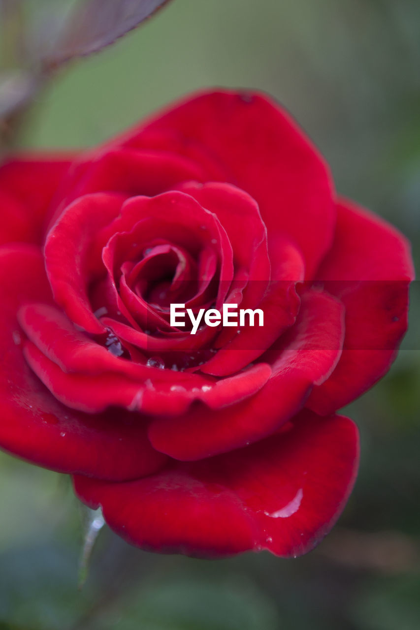 CLOSE-UP OF RED ROSE WITH WATER DROPS