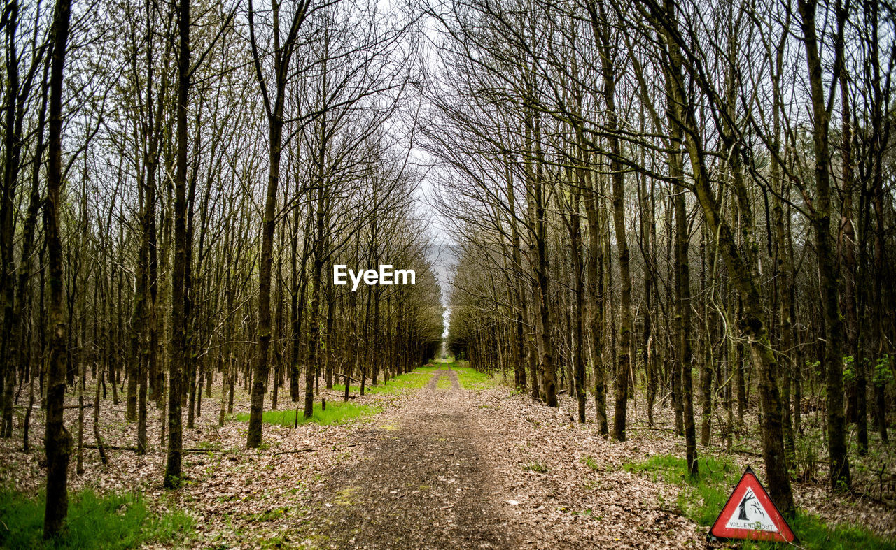 Bare trees in forest