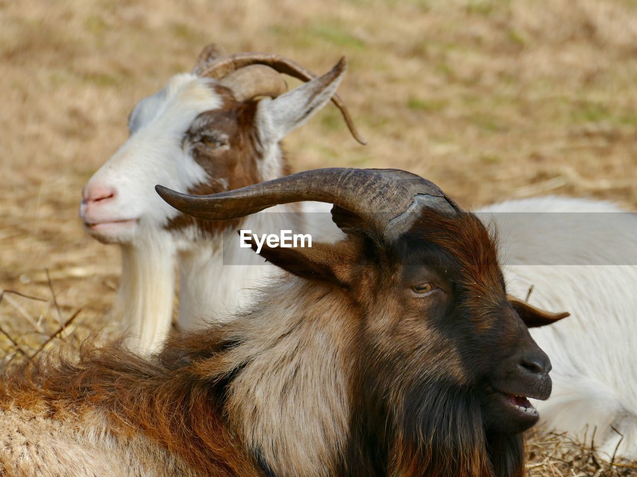 Close-up of  two goats in  field