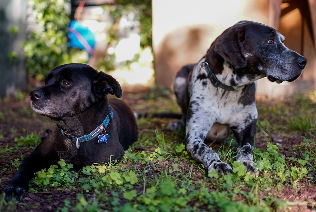 CLOSE-UP OF DOGS SITTING ON GRASS