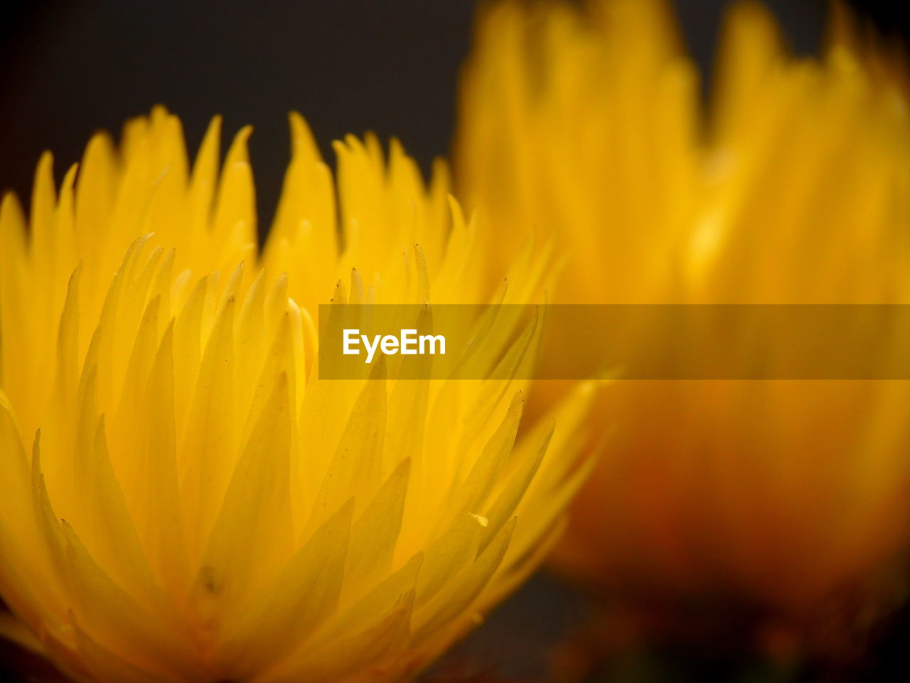 Macro shot of yellow flower