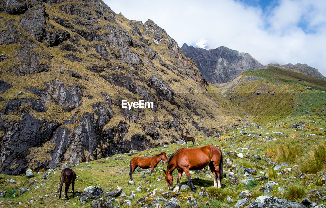 HORSE GRAZING IN FIELD