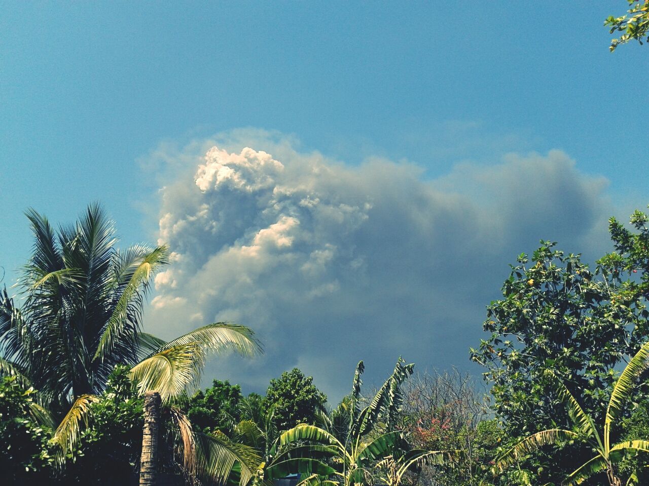 View of trees against smoke