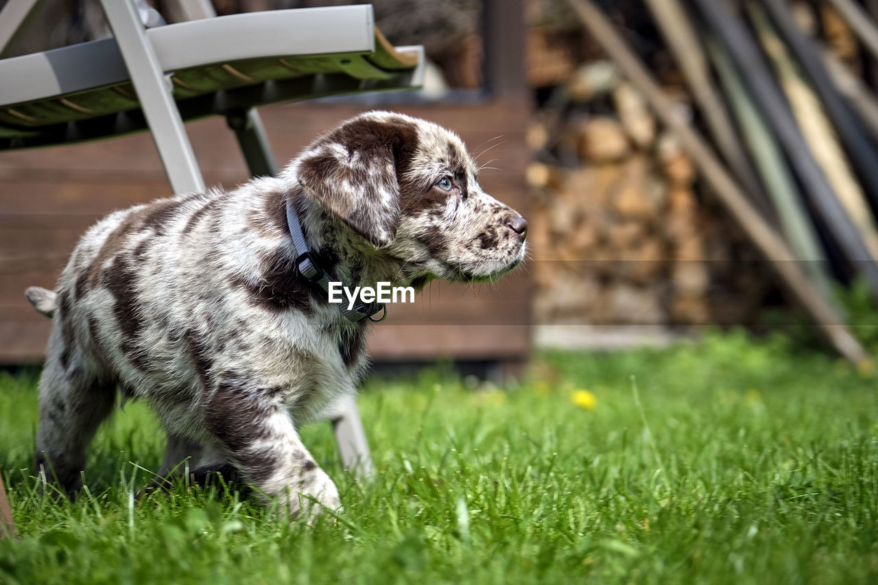 Puppy playing on grass