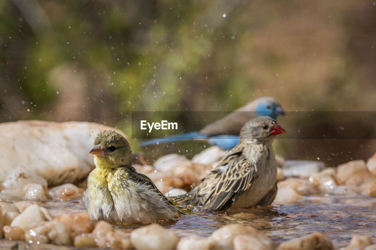 BIRDS IN A WATER