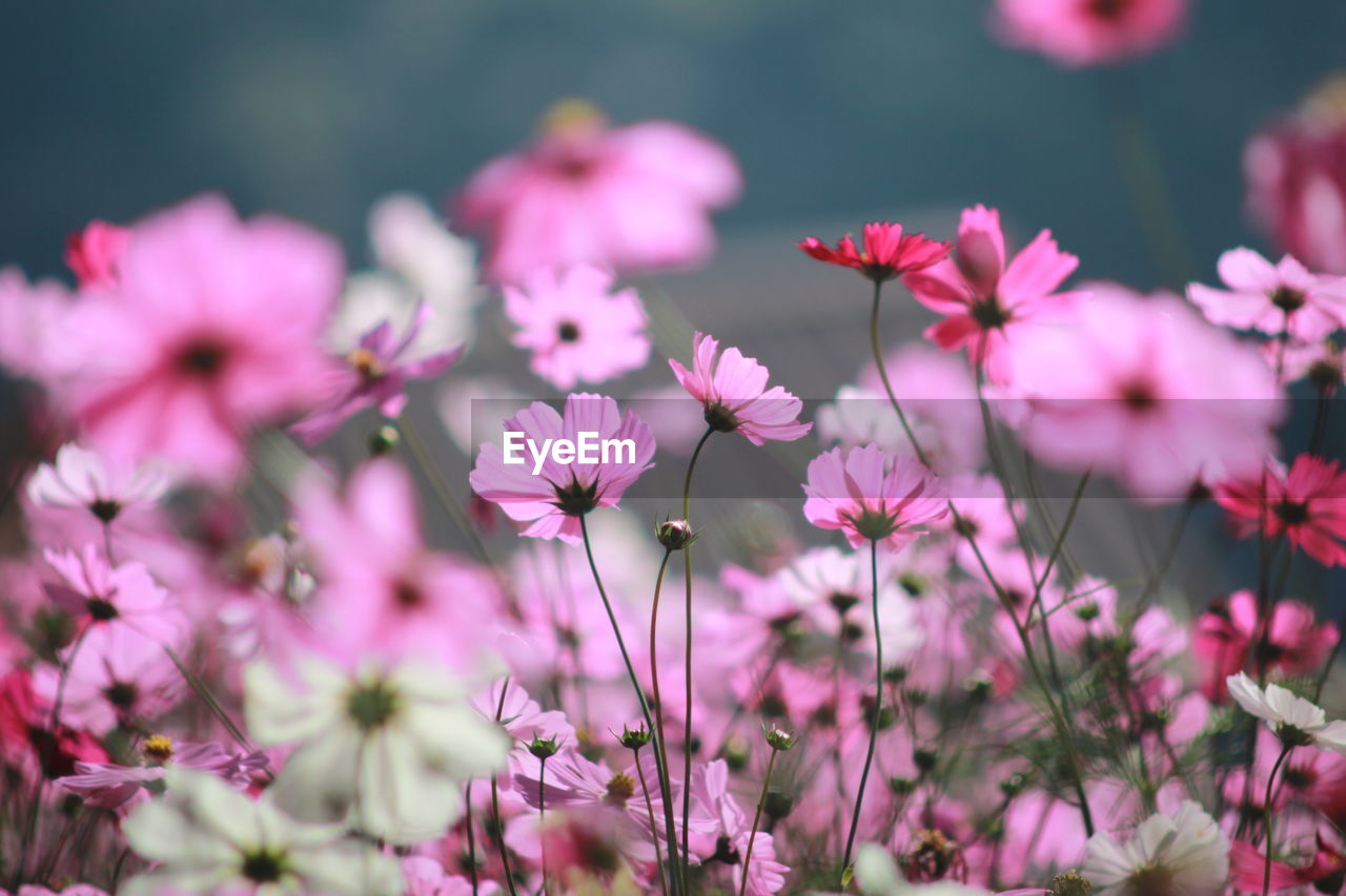 Close-up of cosmos flower