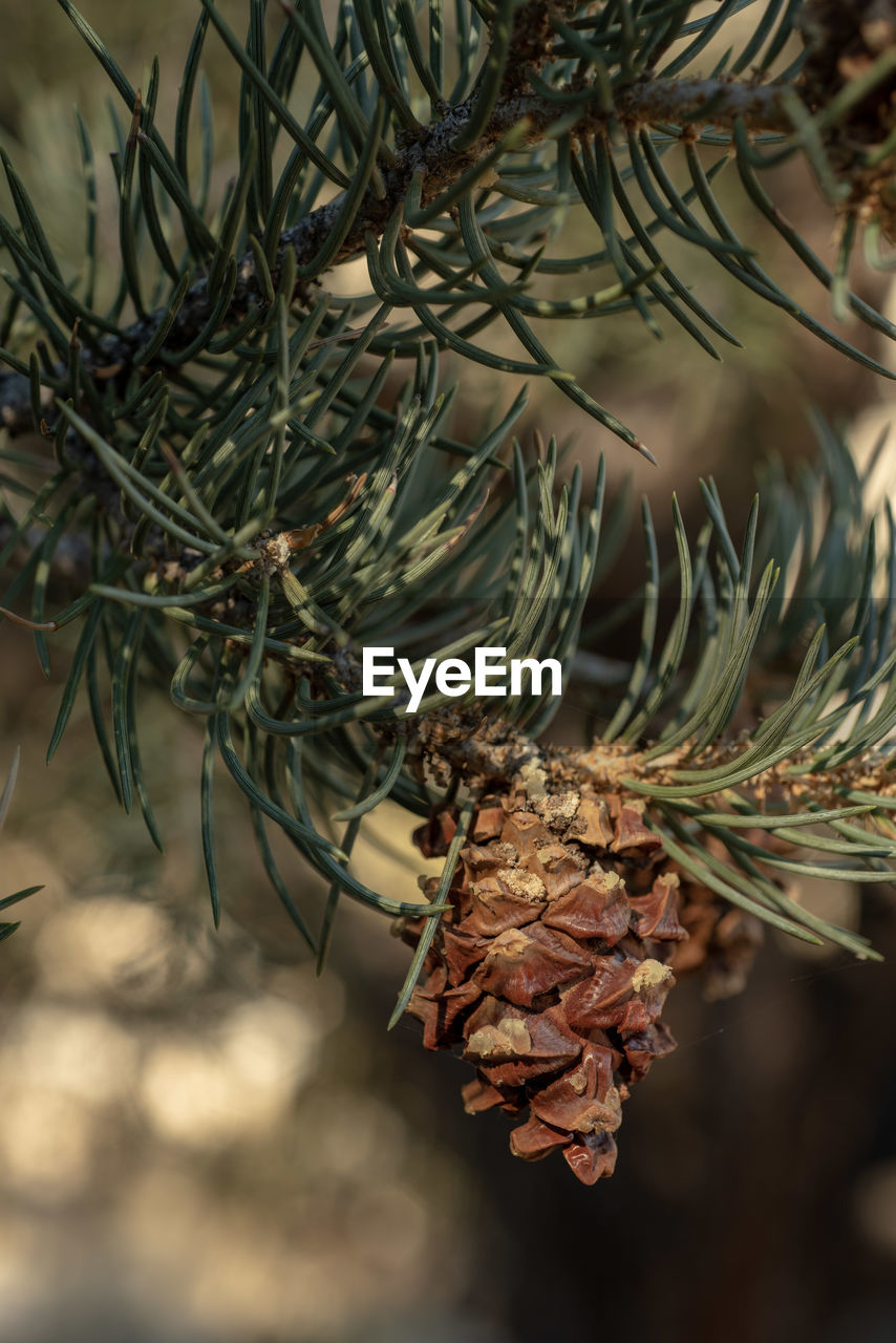 Pine cones on tree branches early morning light inyo national forest, california 