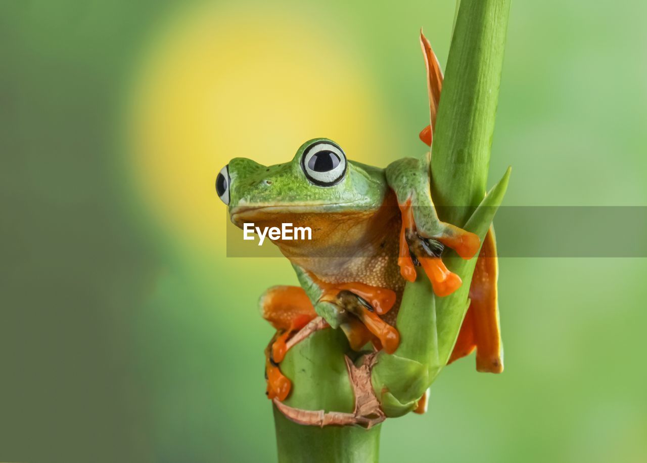 close-up of frog on leaf
