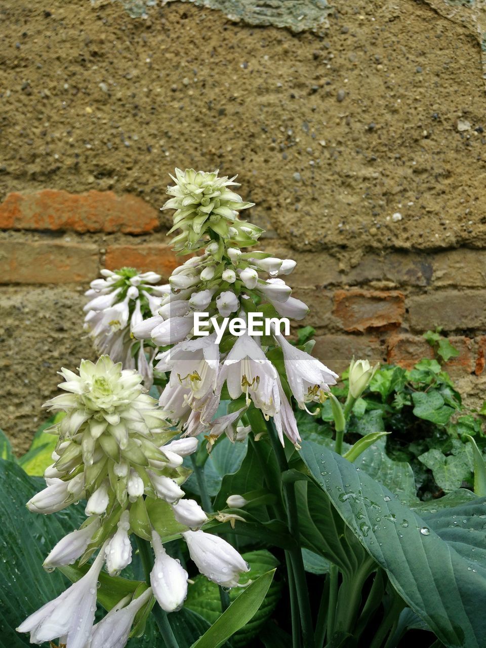 Close-up of fresh white hosta flowers against weathered wall in back yard