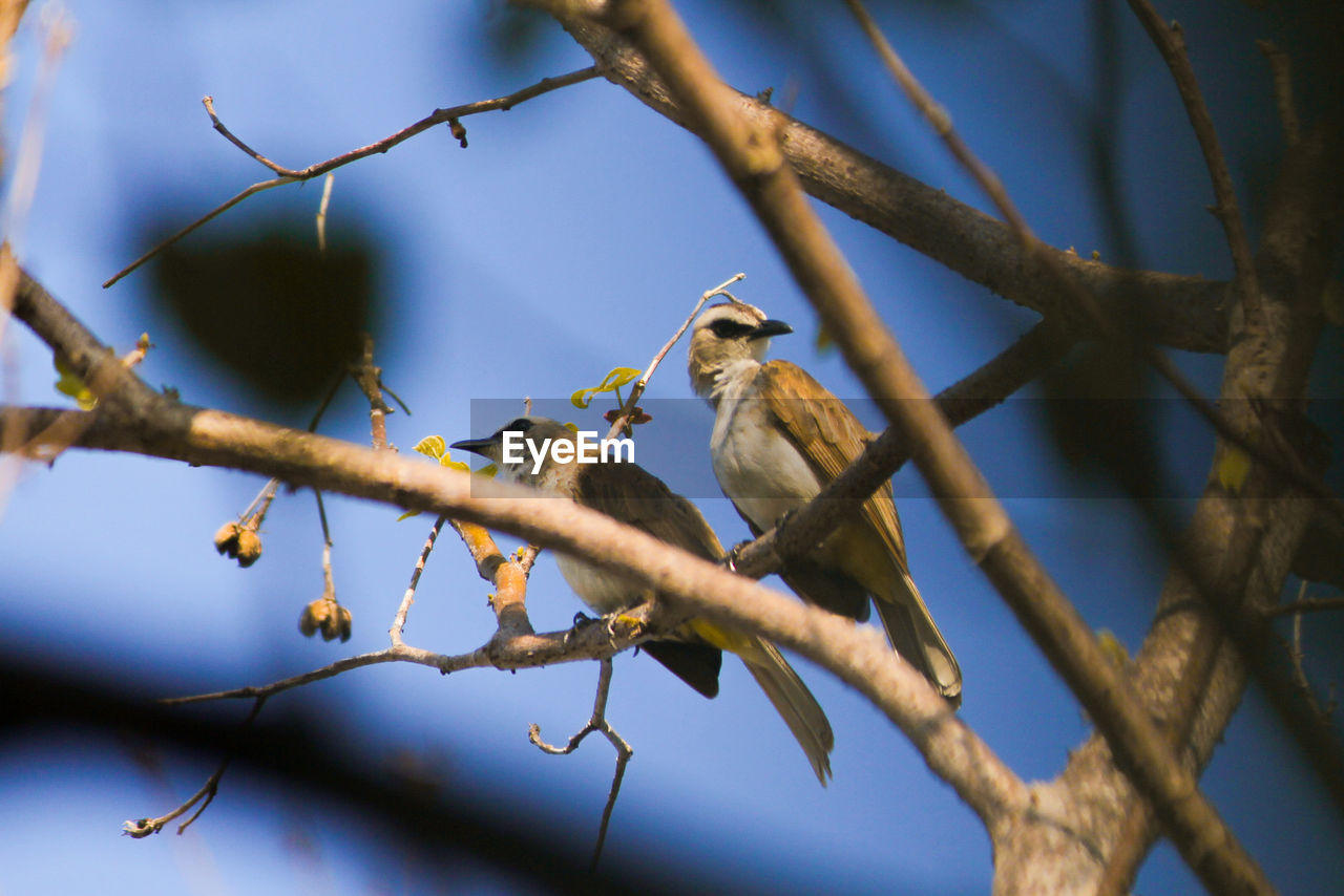 Low angle view of bird perching on branch