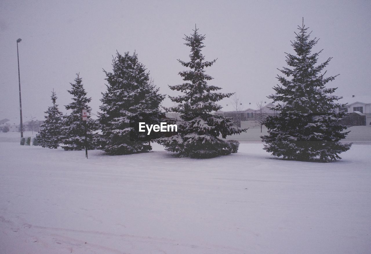 VIEW OF TREES IN THE FOREST