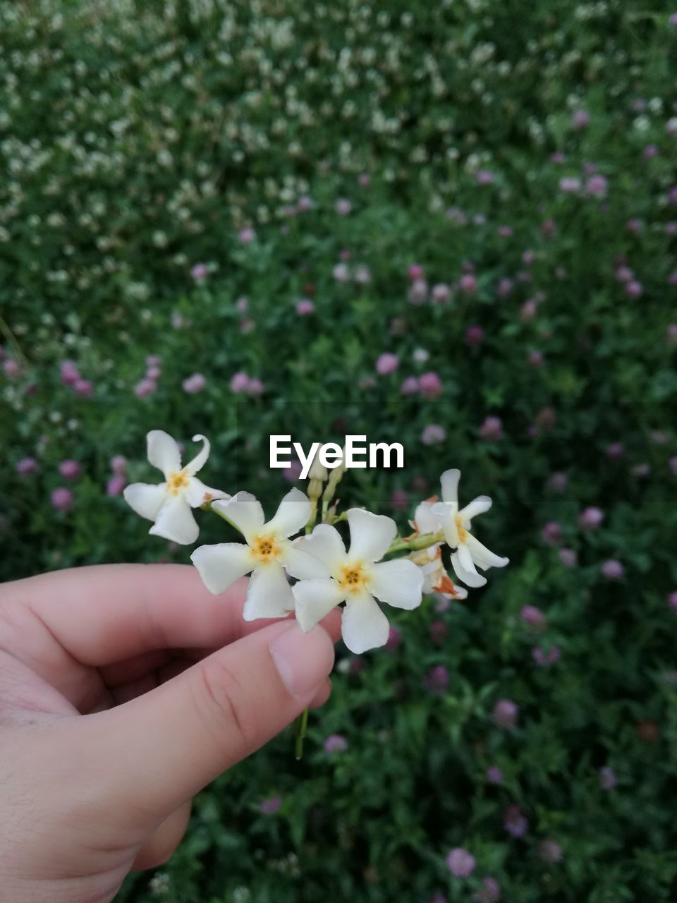 CLOSE-UP OF HANDS HOLDING FLOWERS